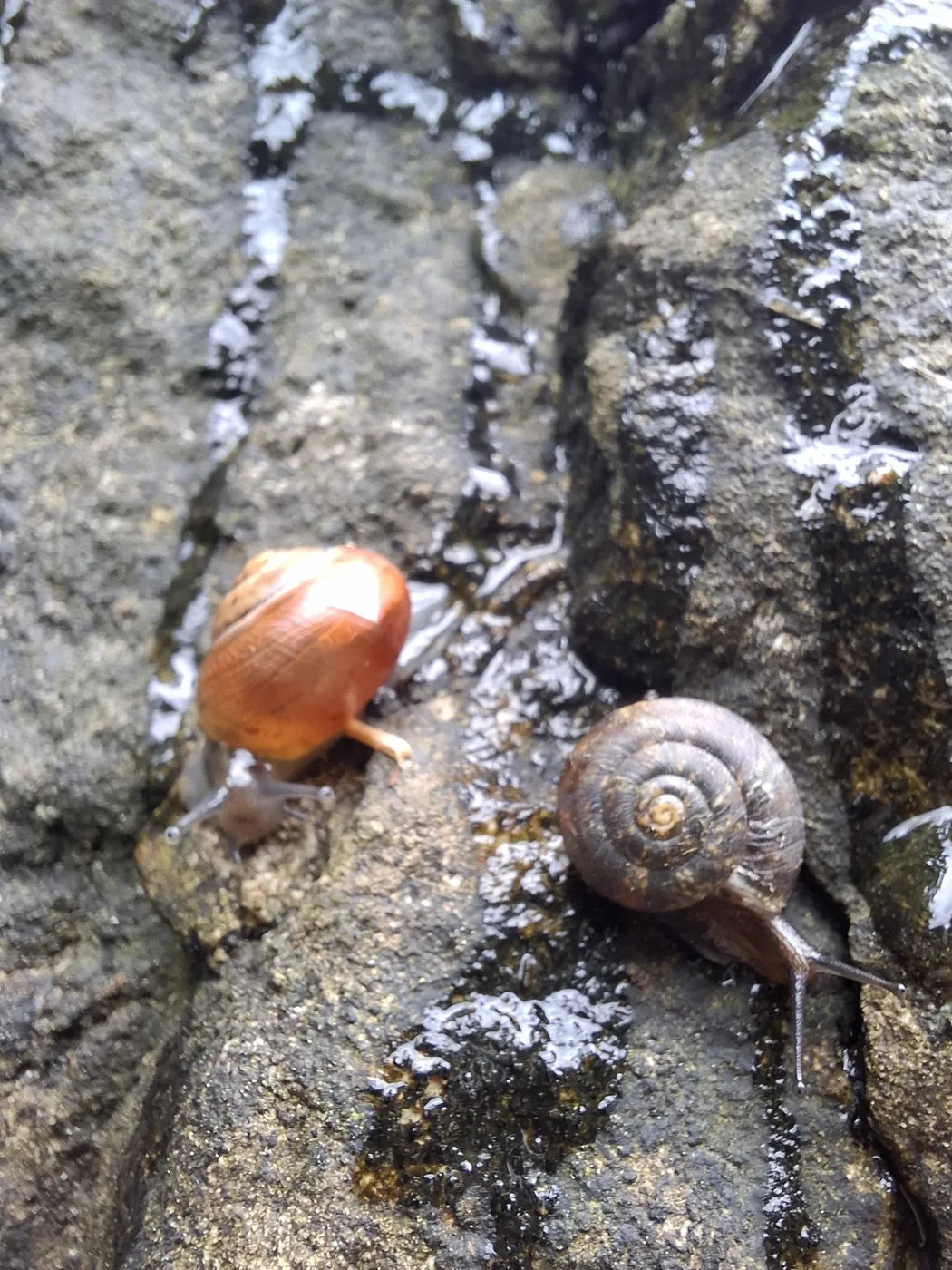 Schnecken in der Natur